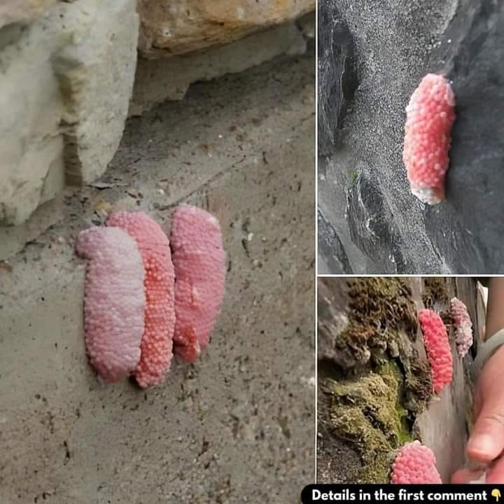 Watch out if you spot these small pink eggs on a wall…