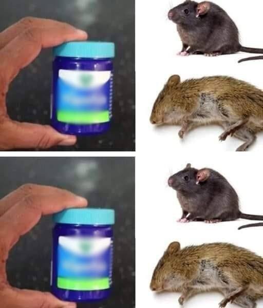 How to naturally repel rats and mice using Vicks VapoRub…