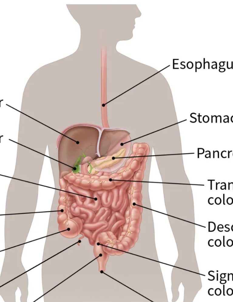 Stomach ca/-\nc,er often develops quietly, with few noticeable symptoms at first. Early signs to watch for include: