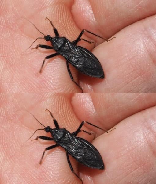 Steps to Take If You’re Bitten by an Assassin Bug