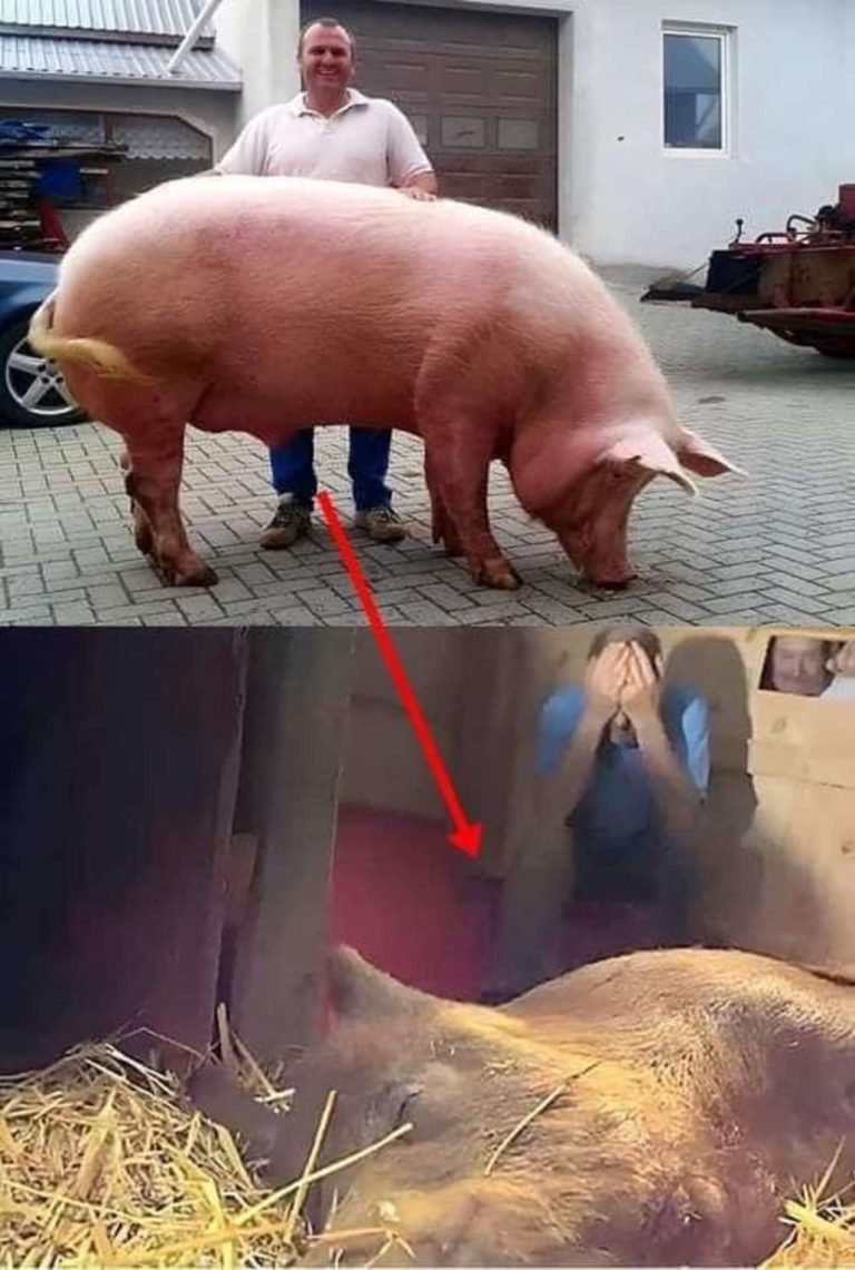 The pregnant sow went into labor with a high fever, and it was believed she wouldn’t survive.