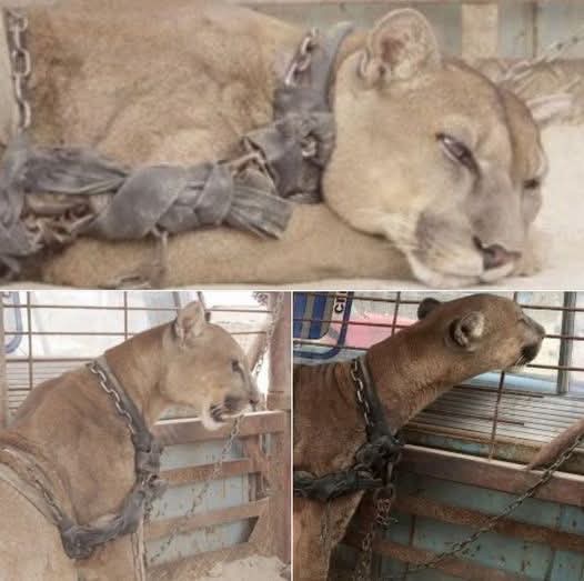 After spending 20 years confined in the circus, the lion’s reaction to newfound freedom was remarkable to witness.