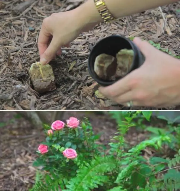 She Never Tosses Old Teabags. Instead, She Plants Them Outside For Reason I Never Expected