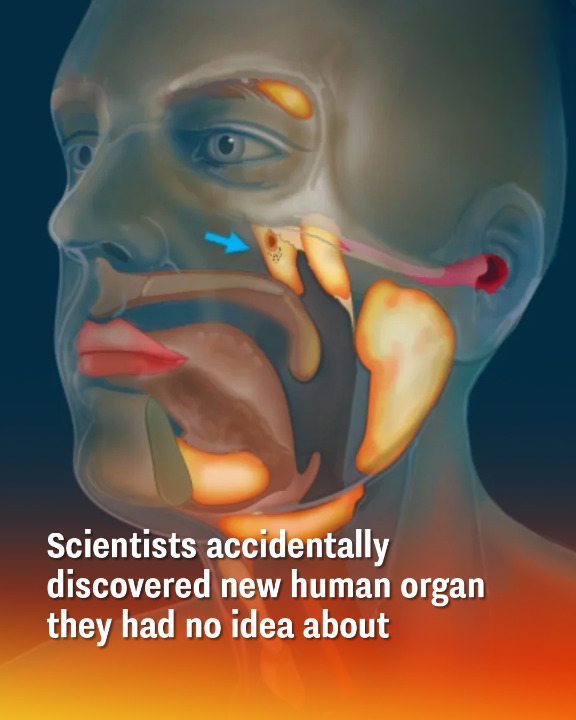 Scientists accidentally discovered