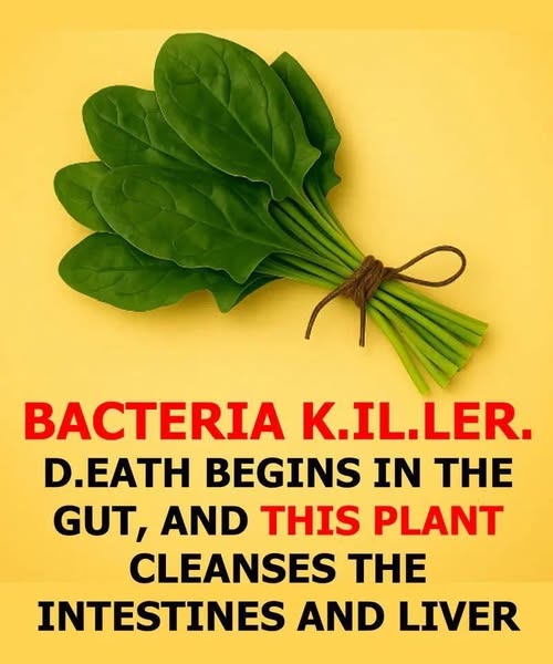 How to use this plant to eliminate parasites and bacteria from the intestine
