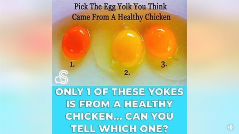 Only 1 Of These Yokes Is From A Healthy Chicken..Can You Tell Which One?