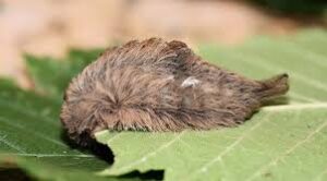 Mysterious Furry Creature Spotted on Park Bench Leaves Witnesses Stunned