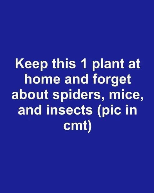 Put this in your house and you will never see flies, mosquitoes or cockroaches again