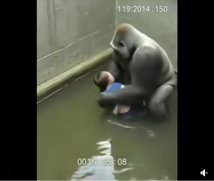 Inside the Debate: What Really Happened in Harambe’s Last Moments at the Cincinnati Zoo