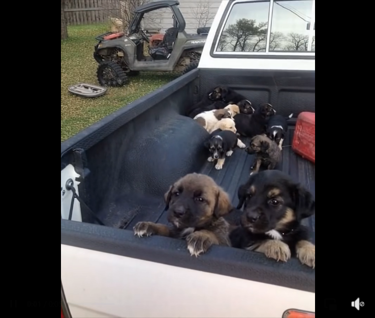 I Pulled Over for Gas… and Discovered Hope in the Back of a Truck