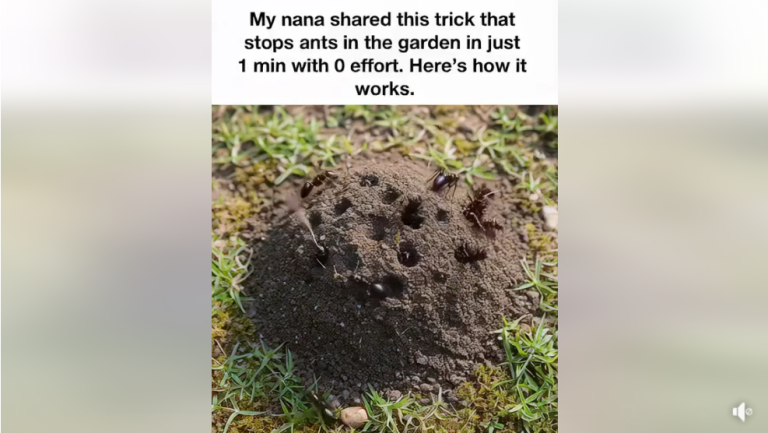 Nana’s 60-Second Garden Ant Hack That Really Works