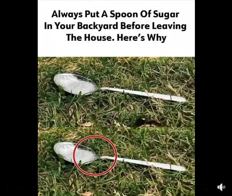 Why a Spoon of Sugar in Your Yard Could Change Everything