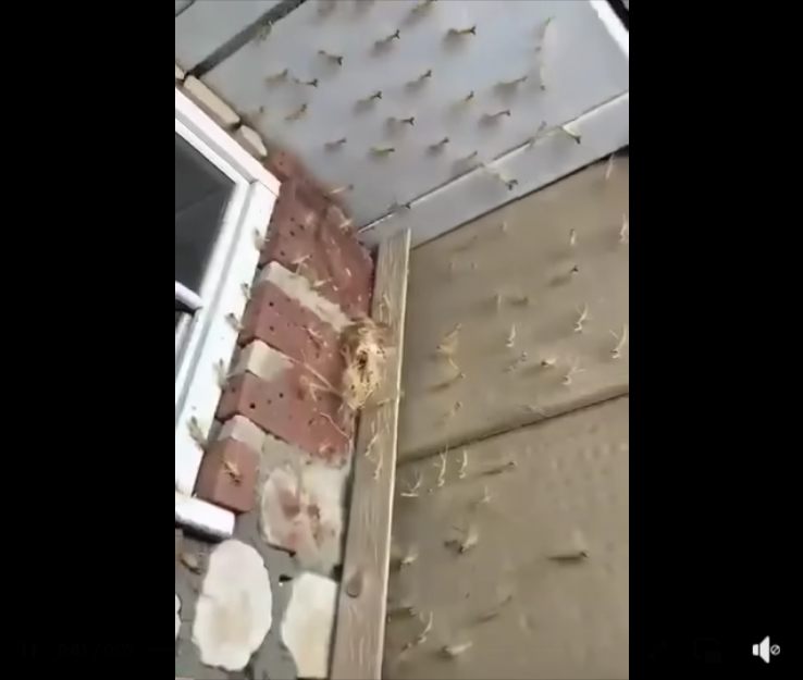 Inside the Life of Mantises