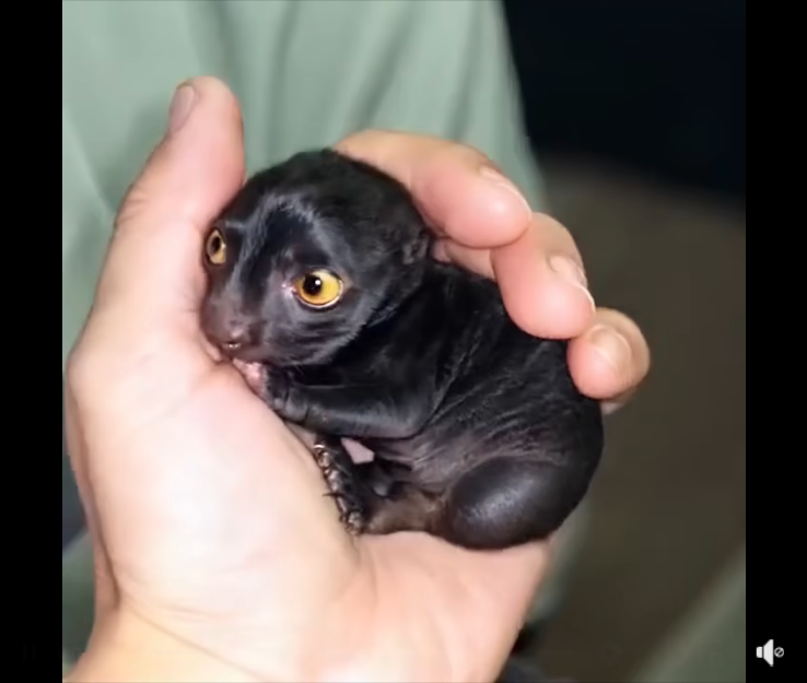 A strange creature from the forest was brought