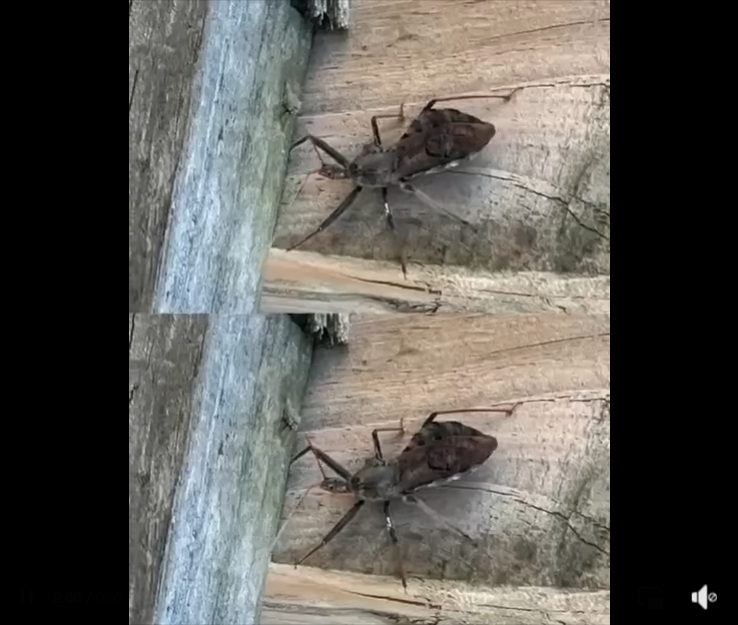 Kissing Bugs Explained: How to Stay