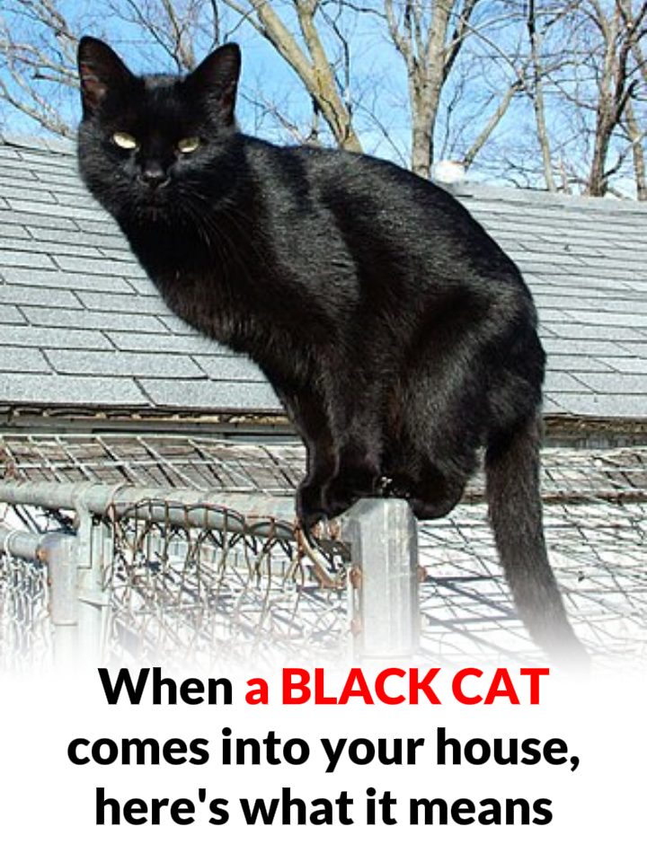 What happens when you come across a black cat?