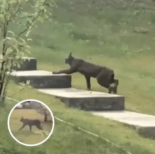 Rare Creature Caught on Camera for the First Time