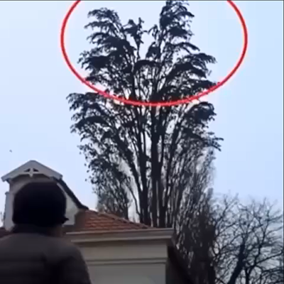 At 0:18, while filming a tree, an unexpected event left him in shock—watch it happen