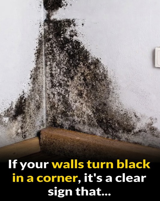 Why Your Walls Are Turning Black in the Corners—and How to Fix It