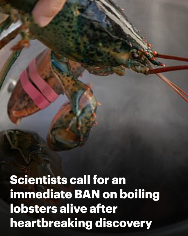 Ban on Boiling Lobsters?