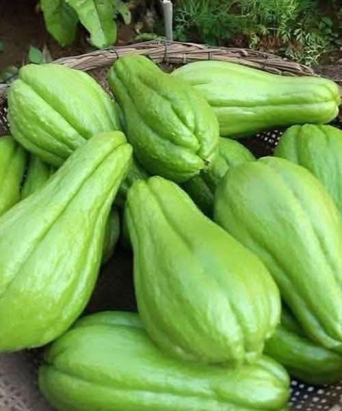 Doctors reveal that eating chayote causes ….
