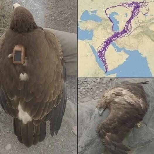 For 20 years, an eagle equipped with GPS puzzled scientists