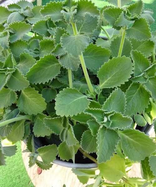 5 Reasons Seniors May Benefit From Oregano