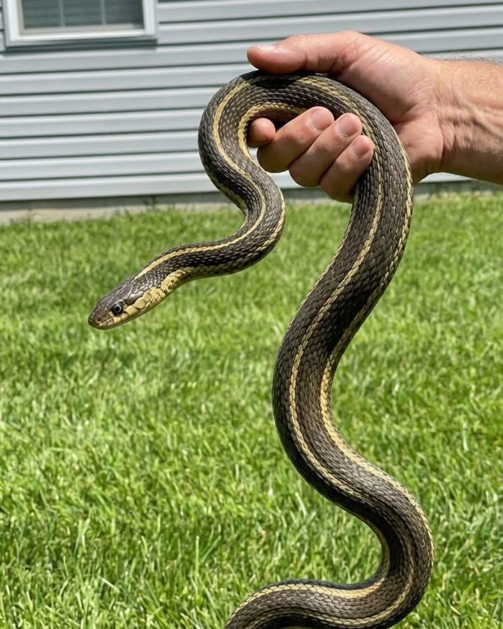 8 Easy Ways To Keep Snakes