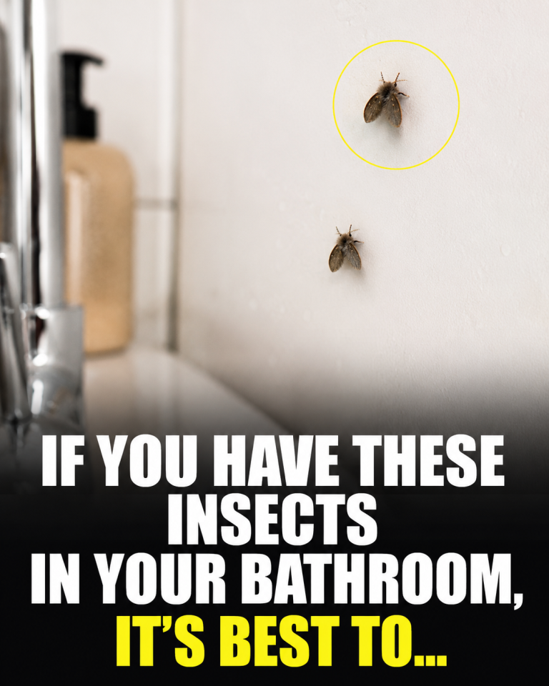 Drain flies are small bathroom insects that may point to moisture, dirty drains, or plumbing buildup.