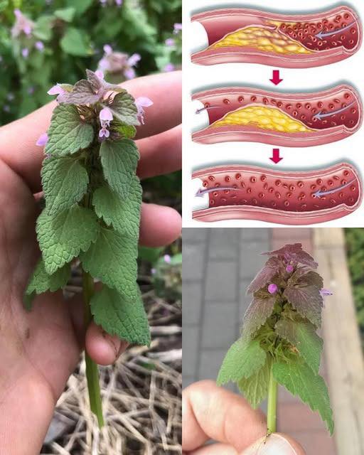 Purple Deadnettle: The Overlooked Wild Plant With Hidden Value