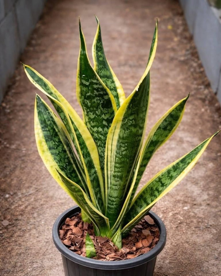 If you have this plant