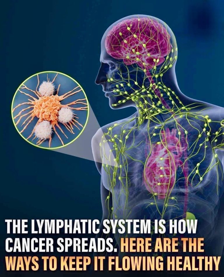 What role does the lymphatic