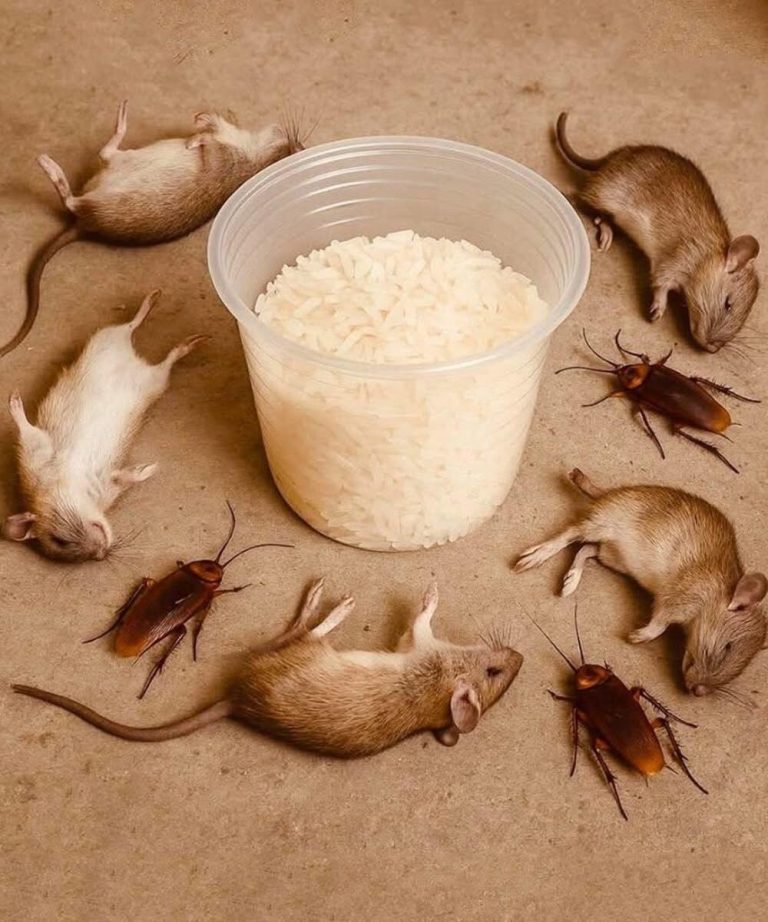 How to get rid of rats