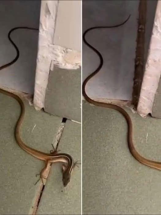 What It Means When a Snake Enters Your Home—and How to Respond Safely