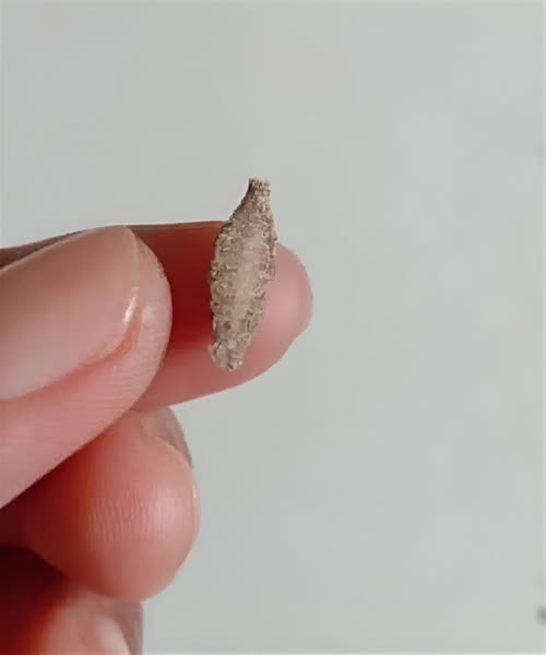 Hidden Hotspots: The Places This Insect Is Most Likely Lurking Indoors