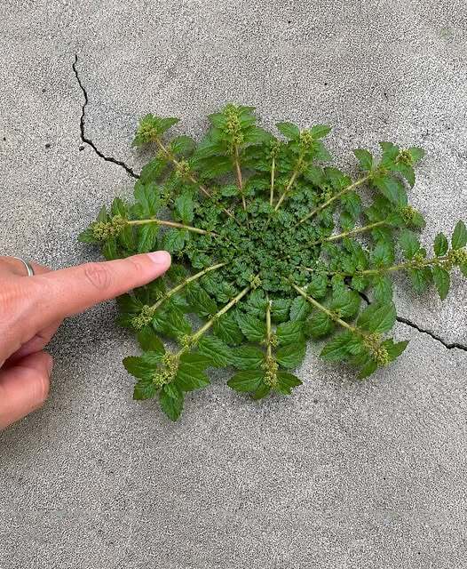 Just one leaf of this