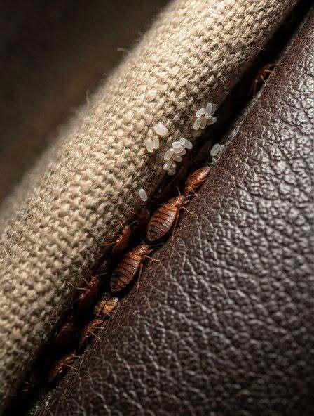 Sofa Surprise: The Strange