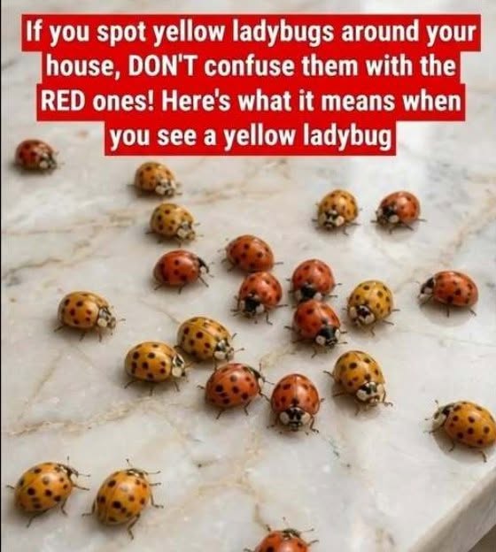 Why Yellow Ladybugs Appear