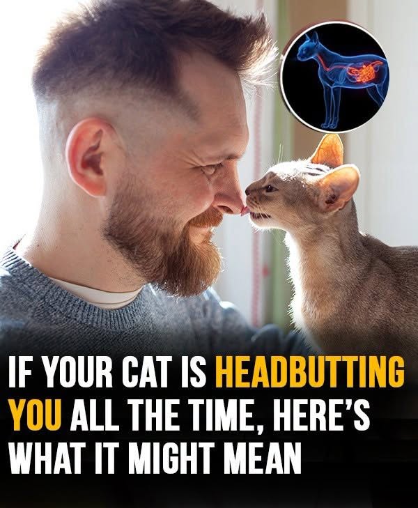 Why your cat headbutts