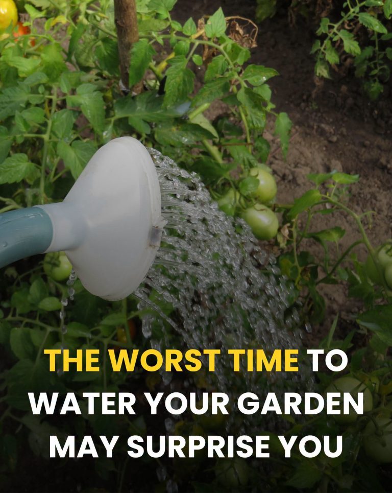 The Worst Time To Water