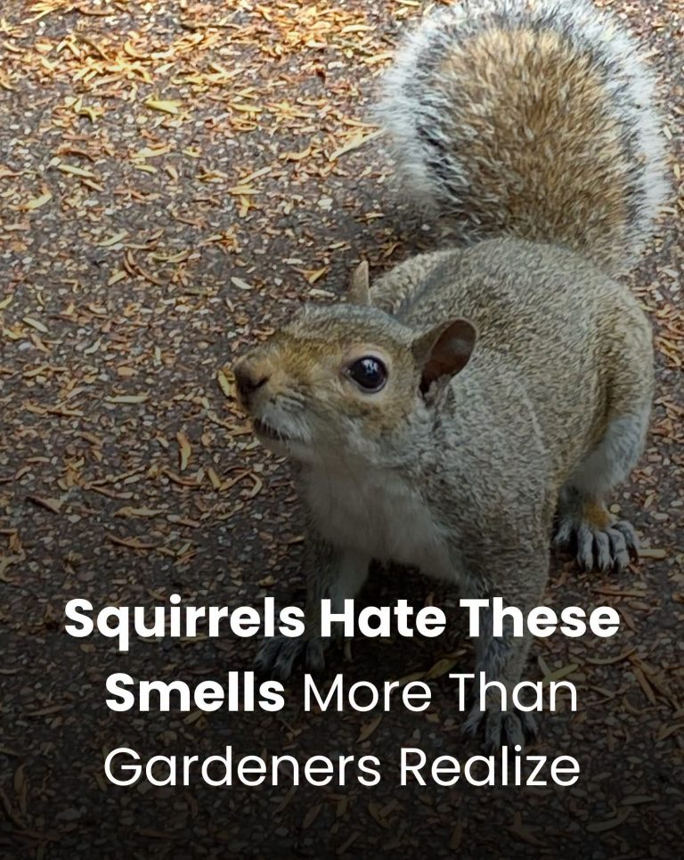 Discover 16 Smells That