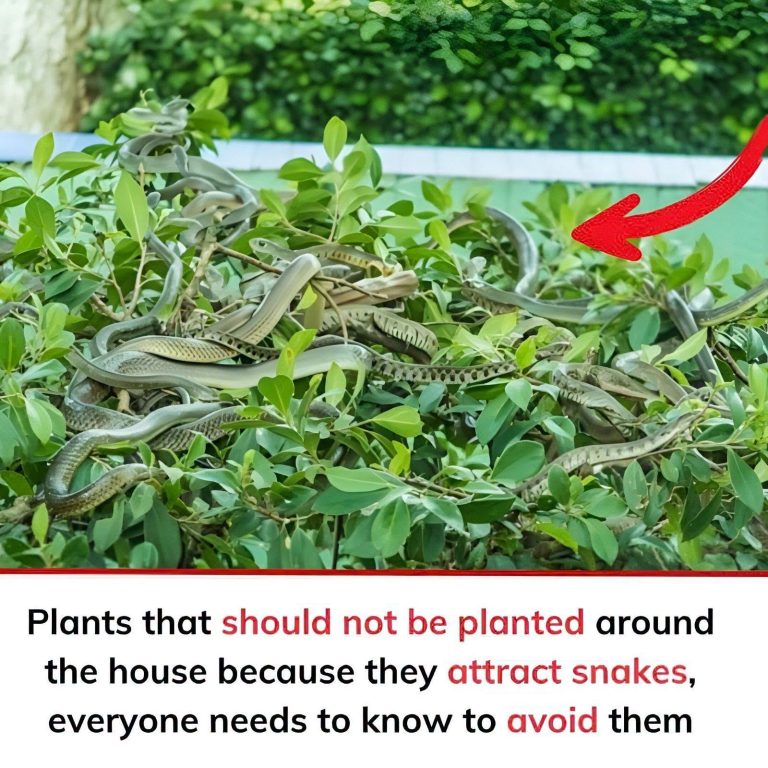 Common Plants and Outdoor
